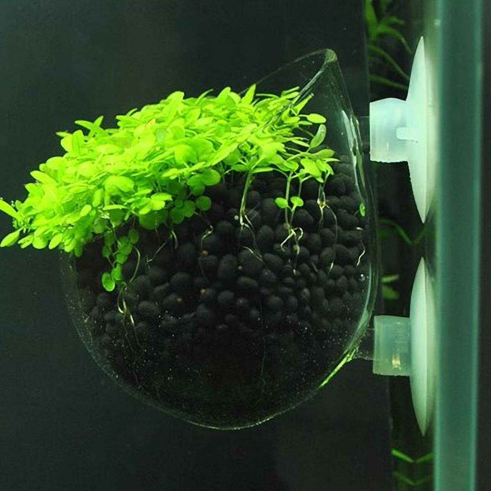 Aquarium Plant Holder - Aquarium Plant Holder Glass Aquatic Plant