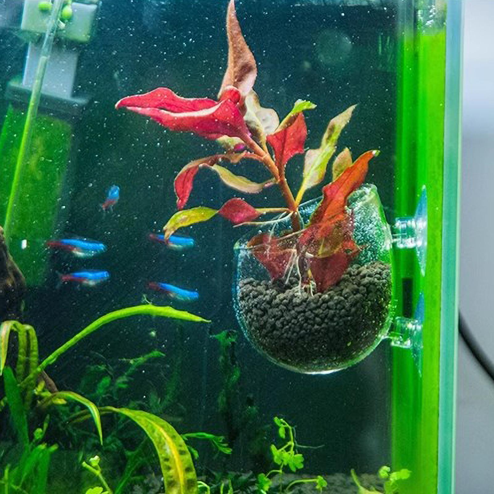 Aquarium Plant Holder Glass Aq - Aquarium Plant Holder 评论和价格