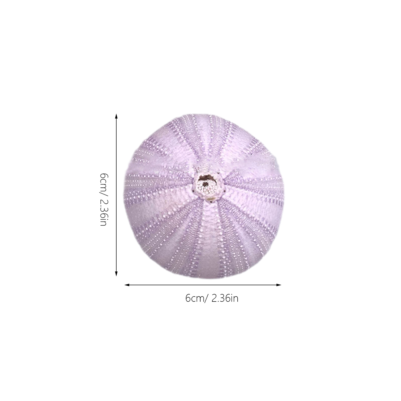 6Pcs Sea Urchin Shell Decor Na - Aquarium Plant Holder 评论和价格