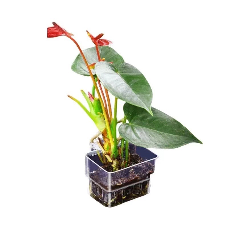 Aquarium Hydroponic Planting B - Aquarium Plant Grass 评论和价格